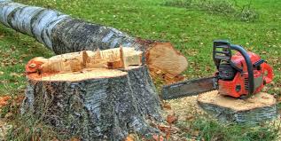 Best Emergency Tree Removal  in Hawthorne, CA