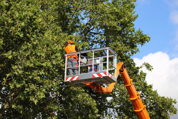 Best Tree Trimming and Pruning  in Hawthorne, CA