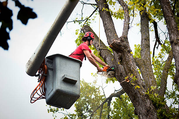 Best Tree Removal  in Hawthorne, CA